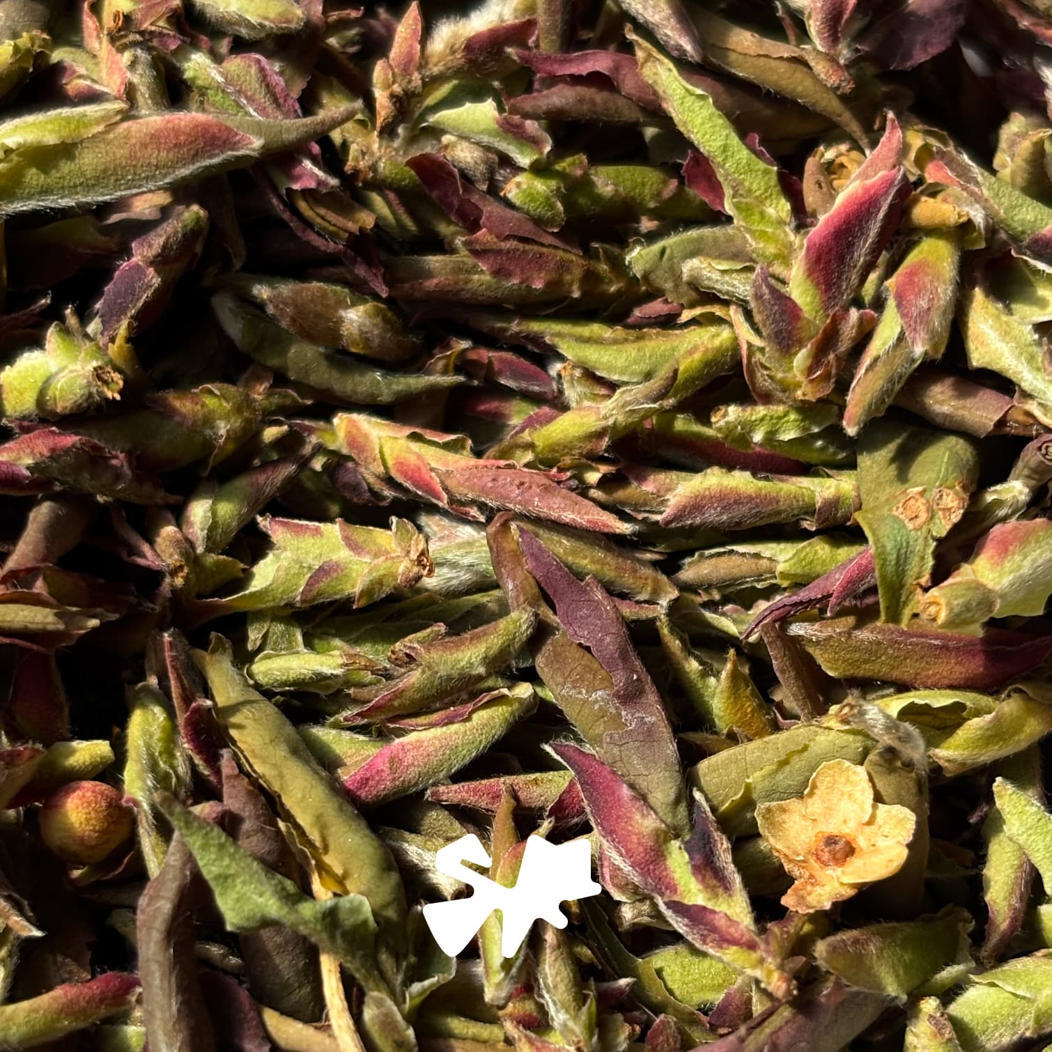 2026 Bangdong Wild Purple Bud | Sheng Pu-erh