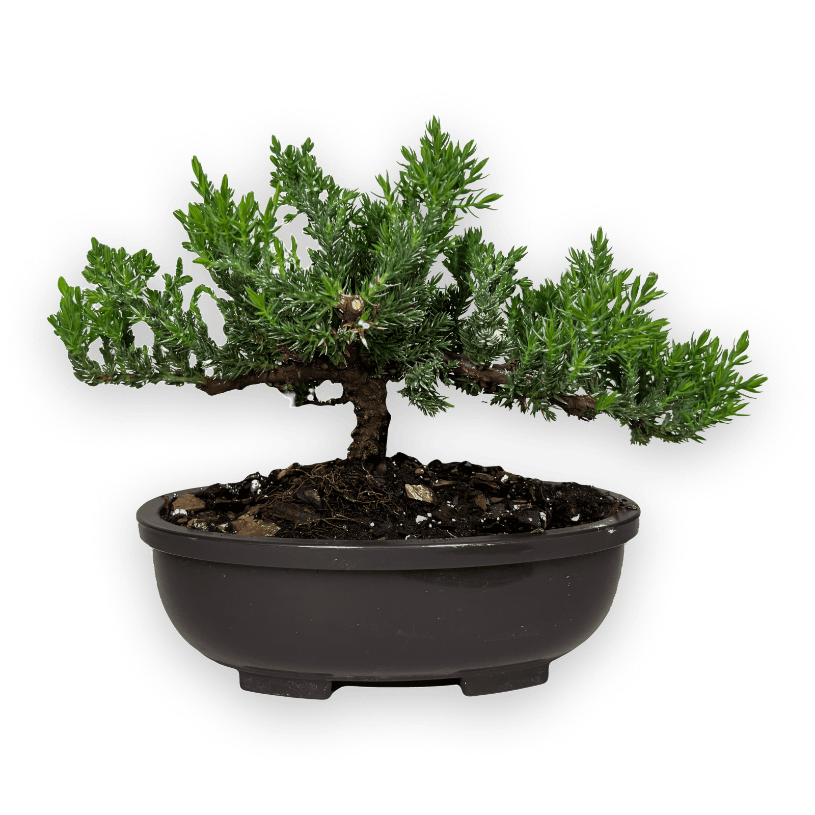 Bonsai Tree ( 3 years old )