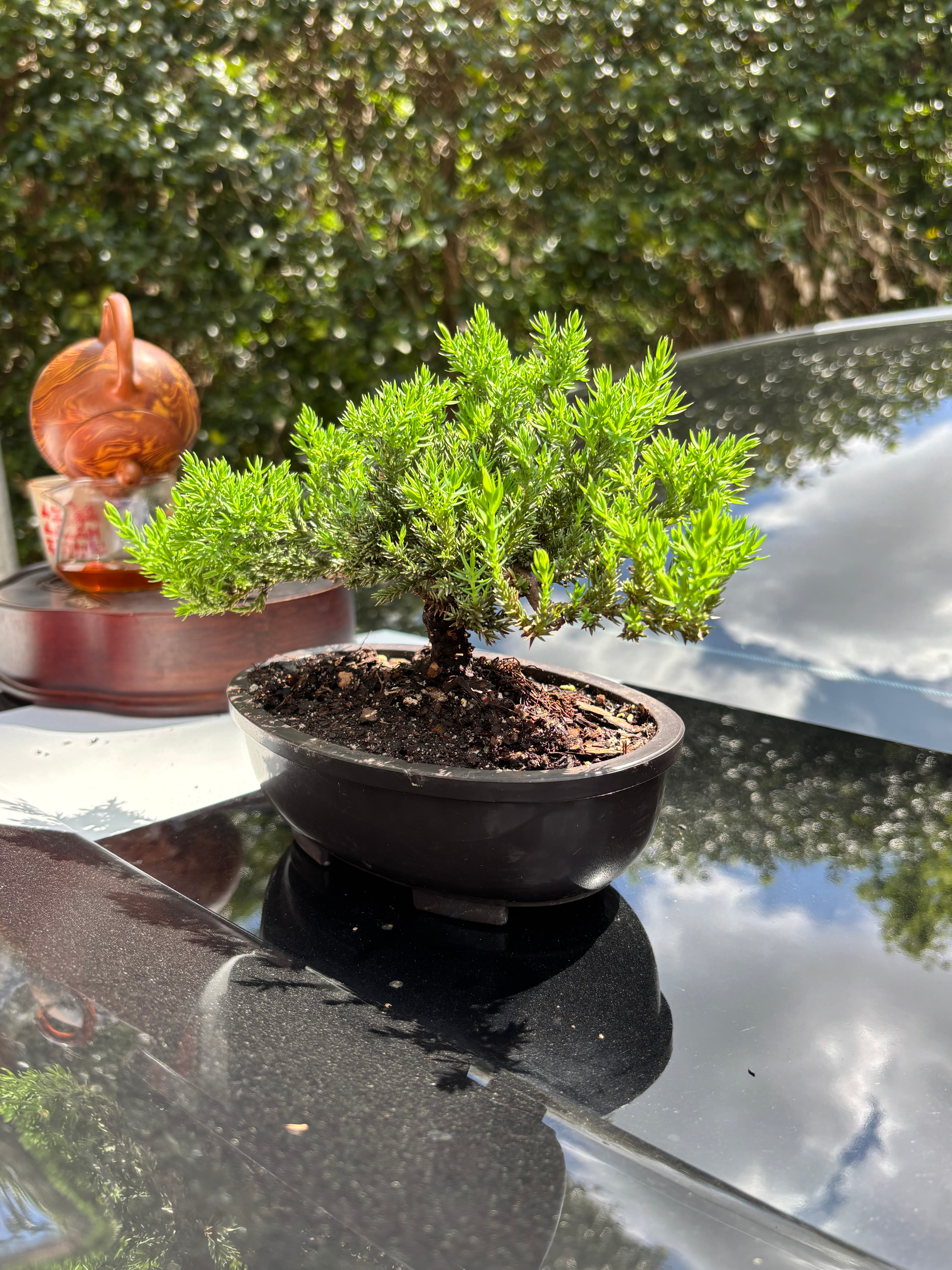 Bonsai Tree ( 3 years old )
