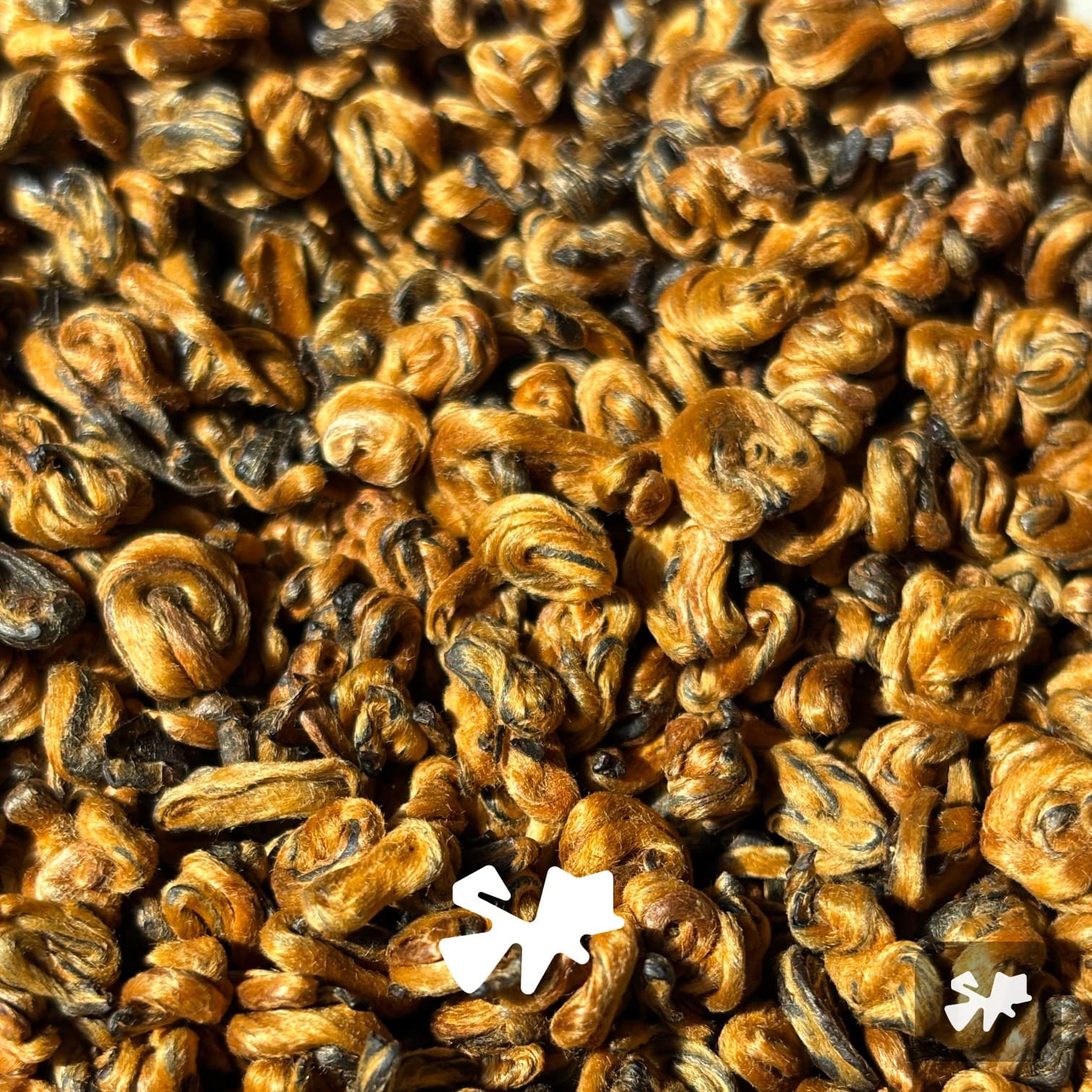 Golden Snail Dian Hong Fengqing 2025 | Red Tea