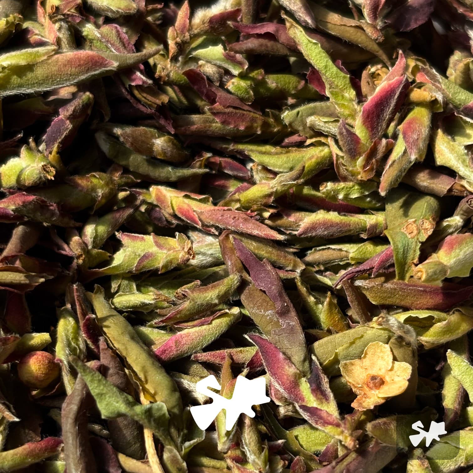 2026 Bangdong Wild Purple Bud | Sheng Pu-erh