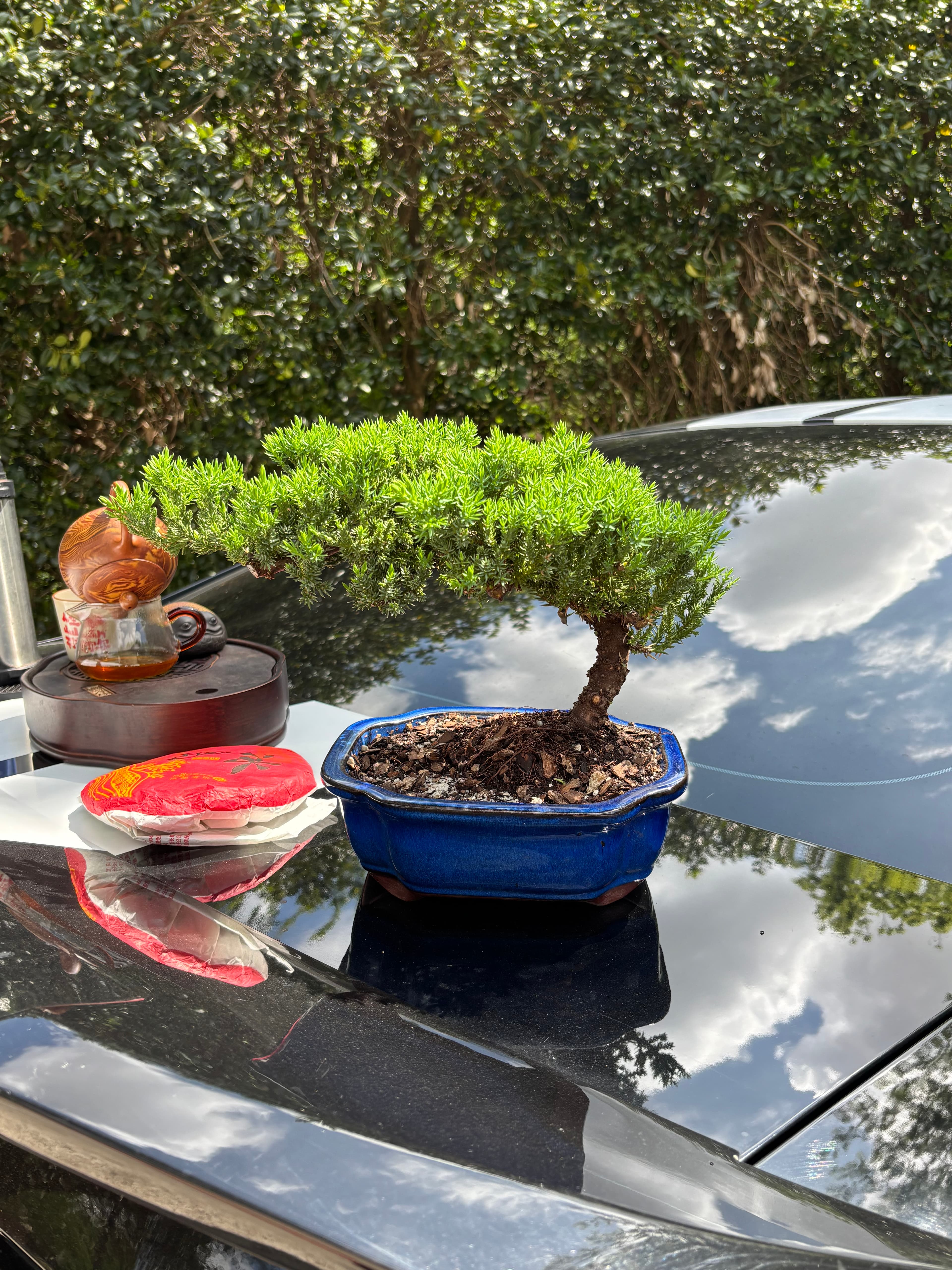 Bonsai Tree ( 9 years old )