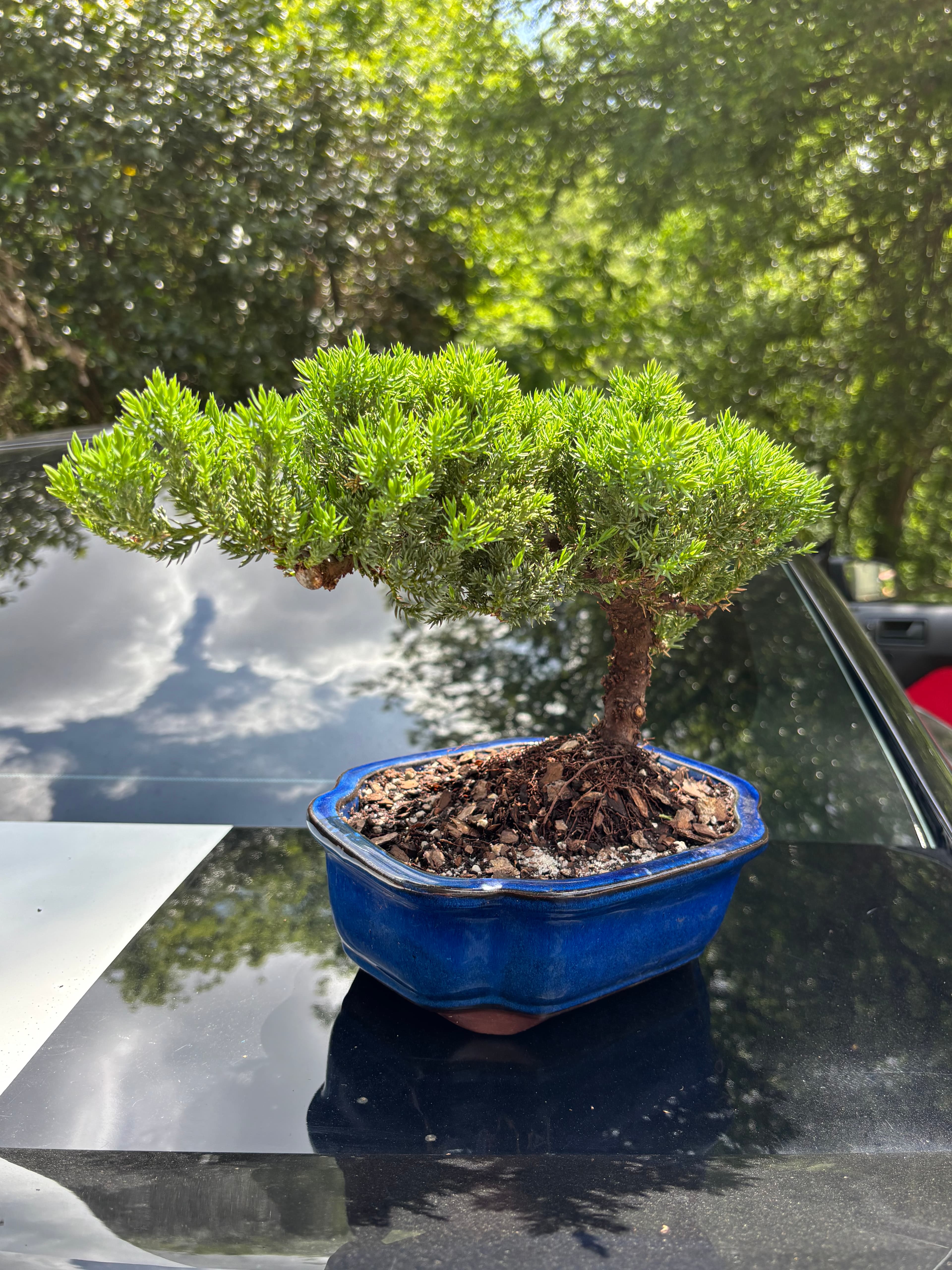 Bonsai Tree ( 9 years old )
